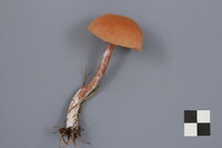 Laccaria bicolor image